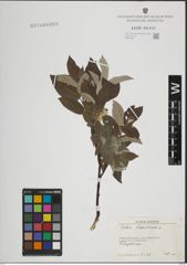 Foto von Salix lapponum L.